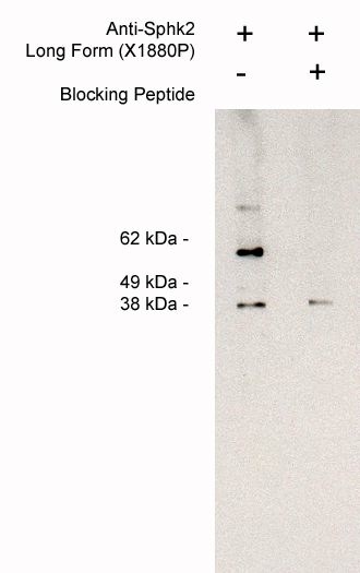   Western blot of endogneous sphingosine kinase 2 LF detection in Jurkat cell lysate (4 ug/lane) using X1880P (1 ug/ml) developed using anti-rabbit HRp (1:75K) and Pierce Super Signal west Femto.